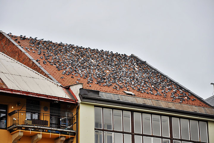 A2B Pest Control are able to install spikes to deter birds from roofs in Heston. 