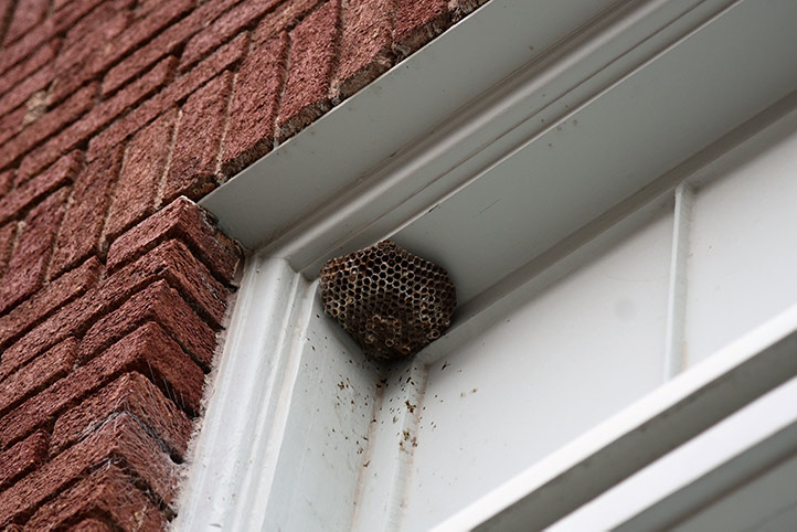 We provide a wasp nest removal service for domestic and commercial properties in Heston.